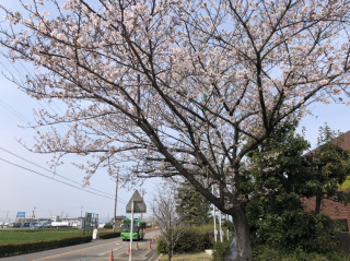 桜が見ごろを迎えました