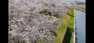 飛島村の桜