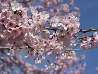 桜が見頃です