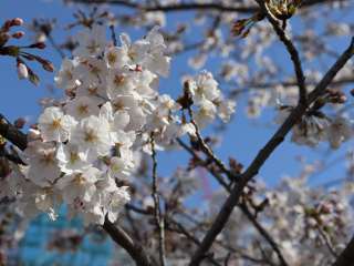 桜が見頃を迎えました
